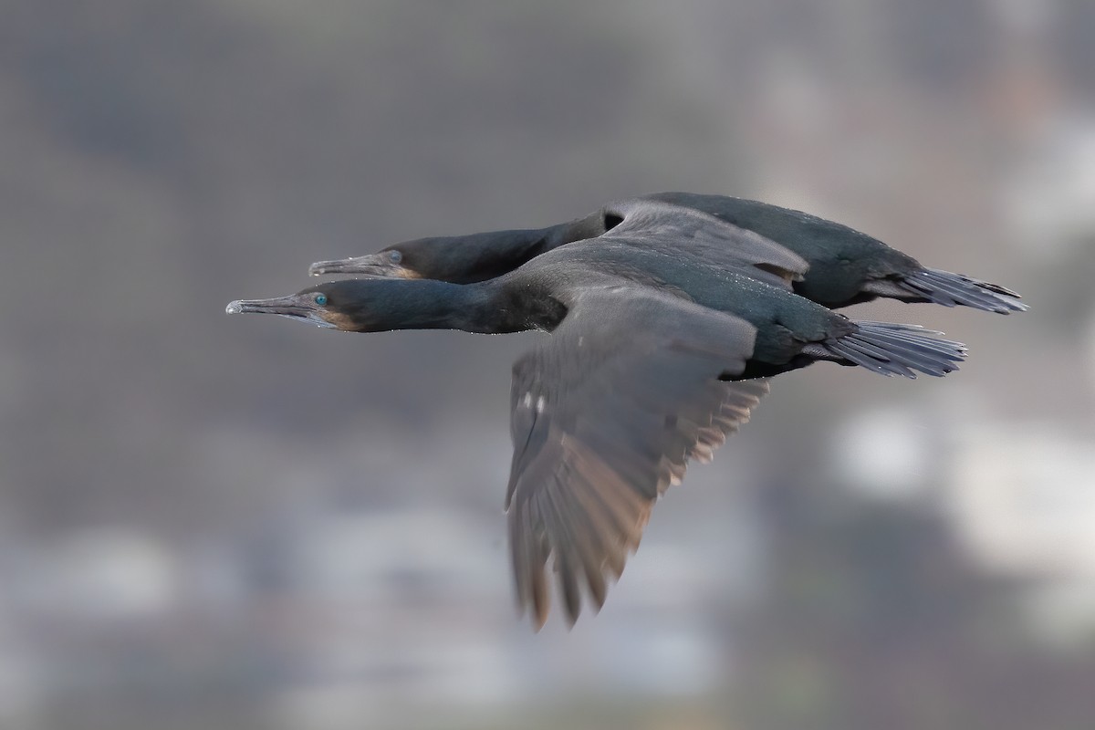 Brandt's Cormorant - ML627375633