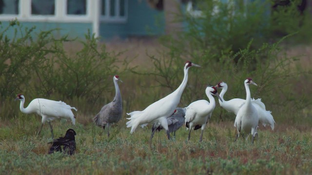 Whooping Crane - ML627375795