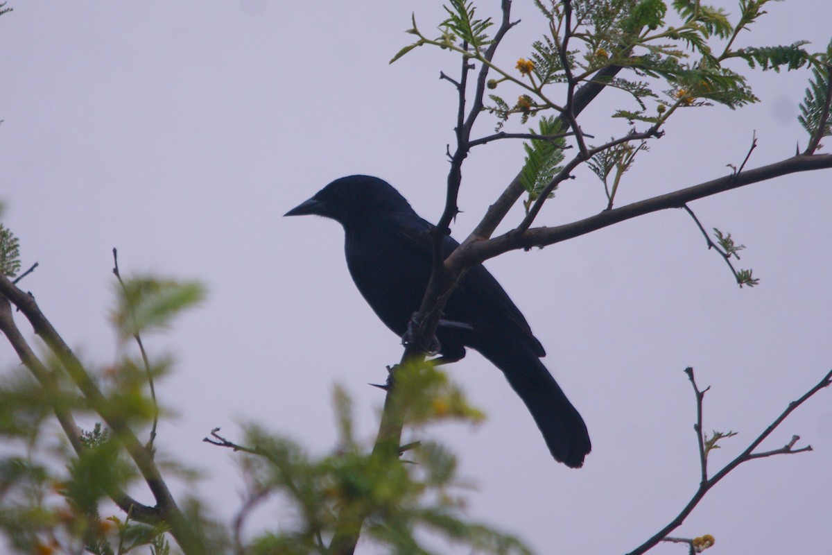 Scrub Blackbird - ML627375843