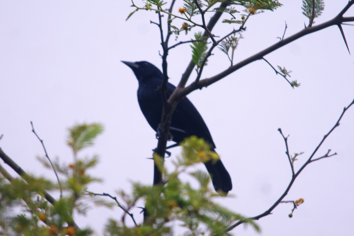 Scrub Blackbird - ML627375844