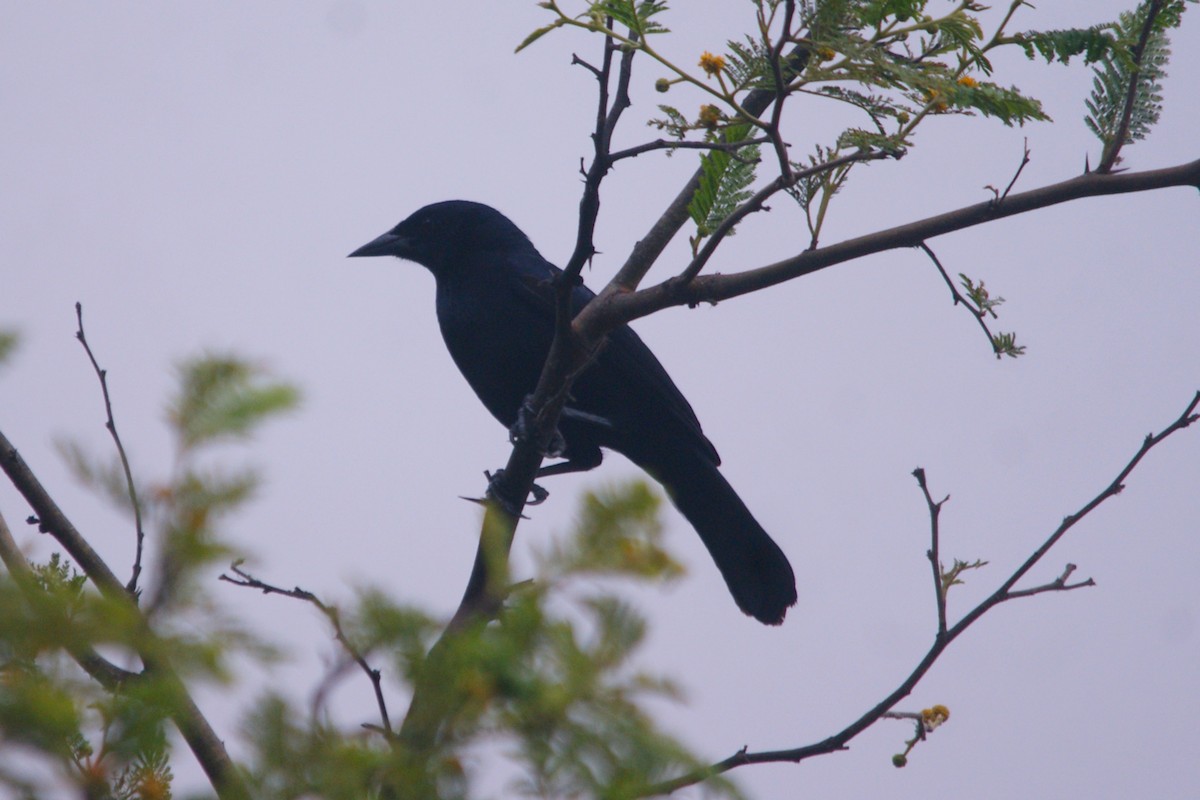 Scrub Blackbird - ML627375845