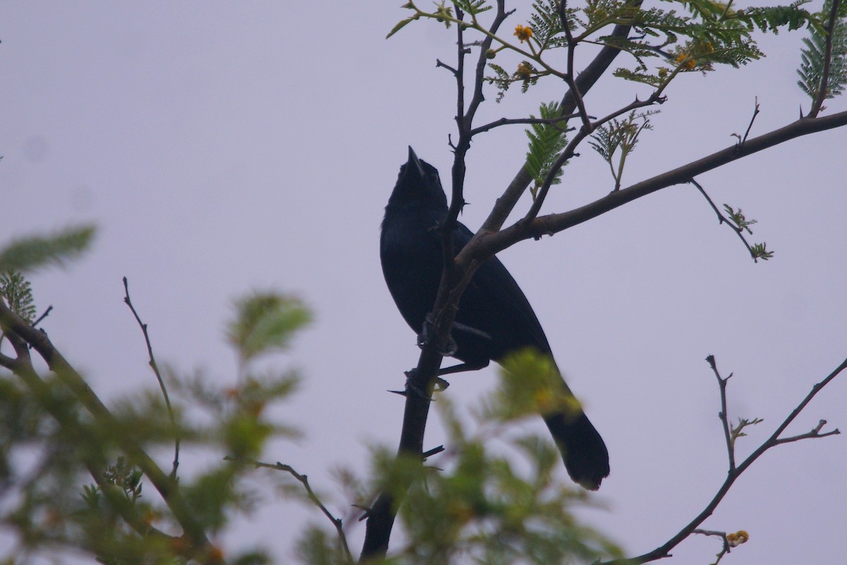 Scrub Blackbird - ML627375857