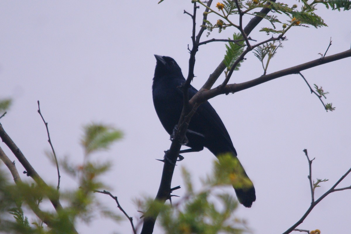 Scrub Blackbird - ML627375858