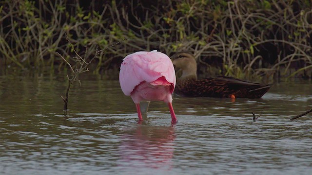 Roseate Spoonbill - ML627375894