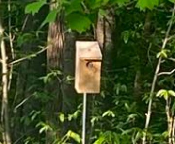 Eastern Screech-Owl - ML627375931