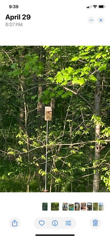 Eastern Screech-Owl - ML627375932