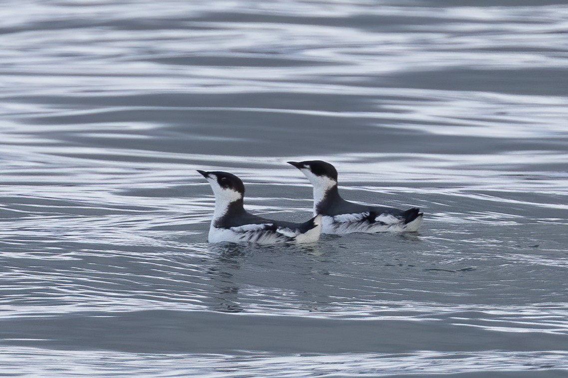 Marbled Murrelet - ML627375994