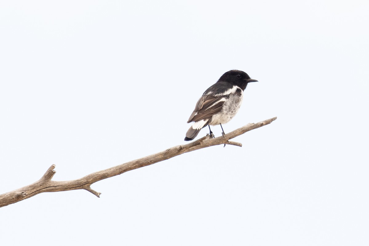 Hooded Robin - ML627376062