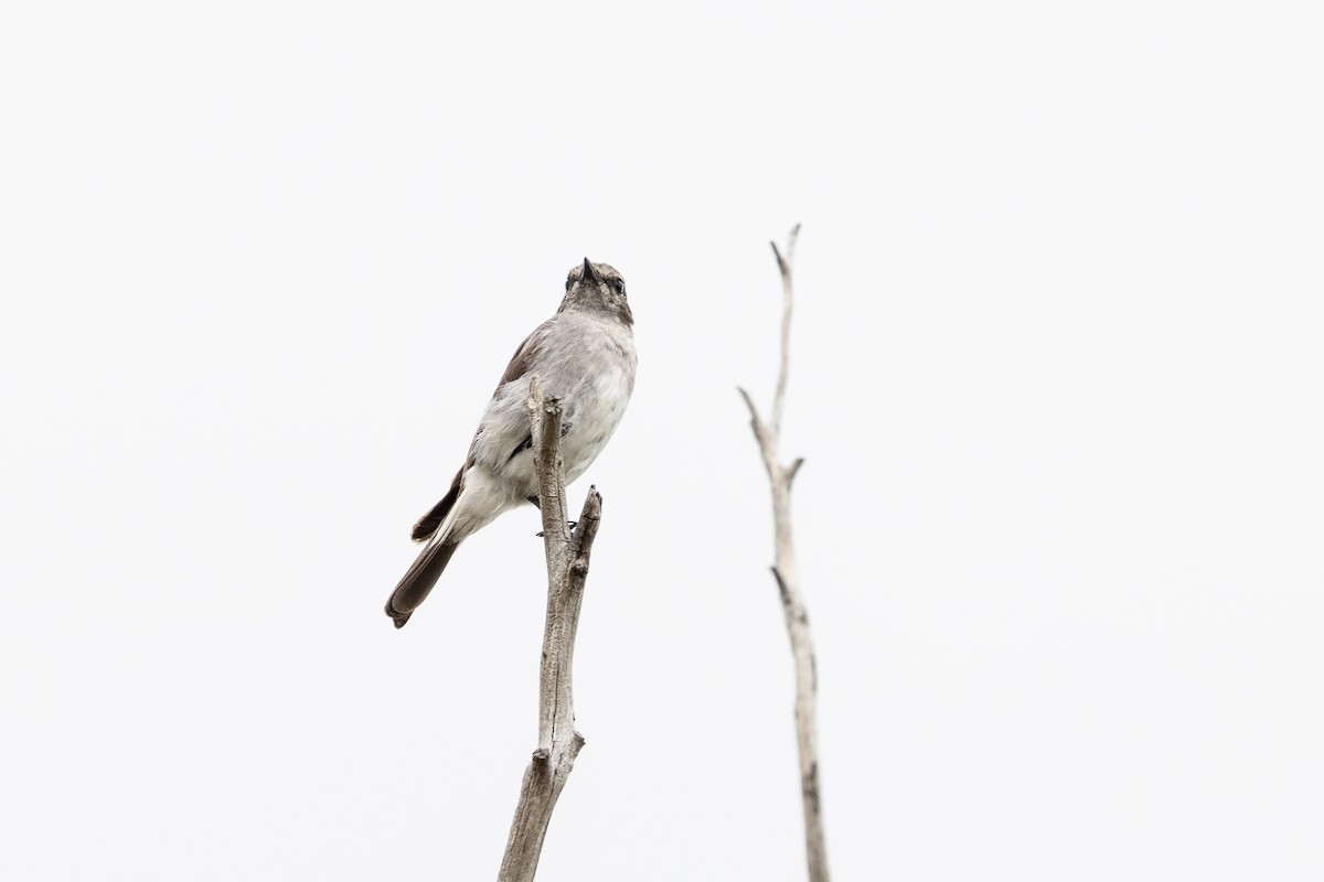 Hooded Robin - ML627376063