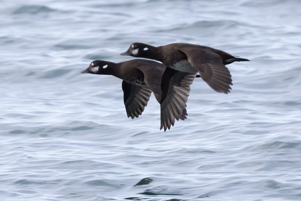 Harlequin Duck - ML627376076