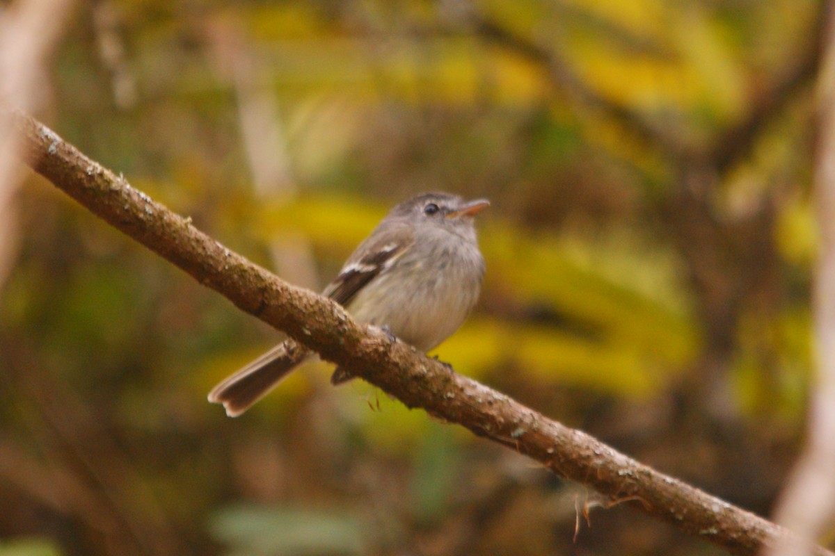 Gray-breasted Flycatcher - ML627376146