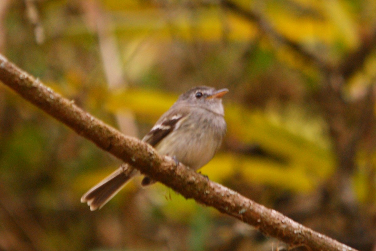 Gray-breasted Flycatcher - ML627376147