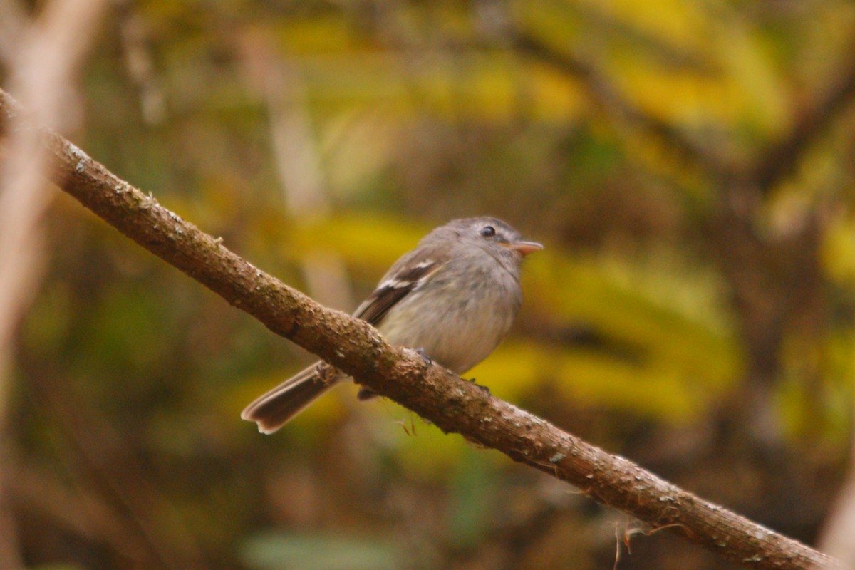 Gray-breasted Flycatcher - ML627376148
