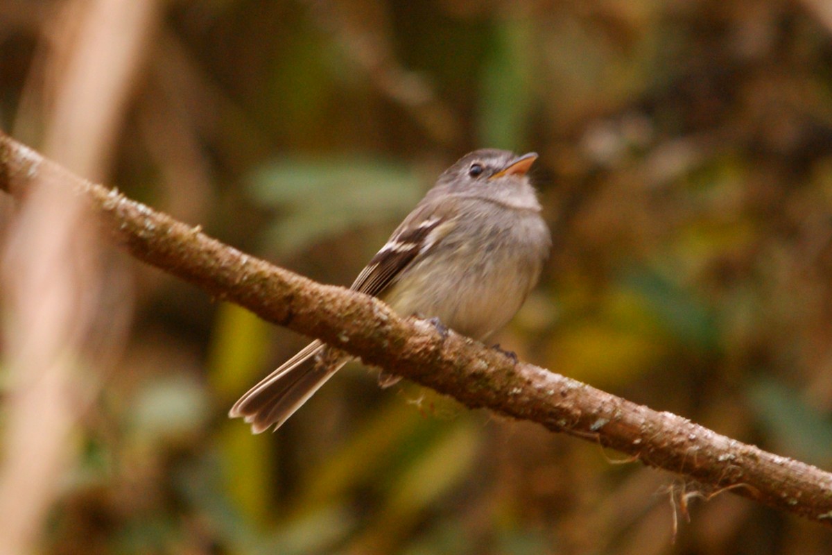 Gray-breasted Flycatcher - ML627376149