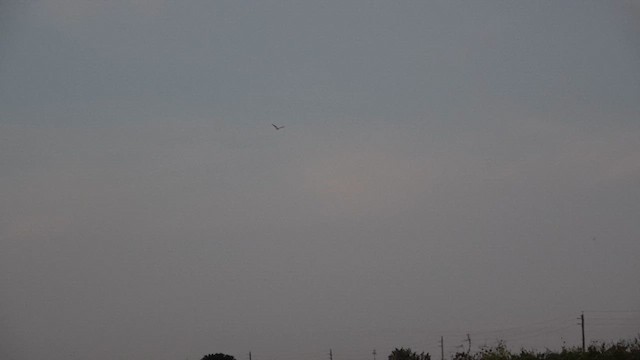 Lesser Nighthawk - ML627376205