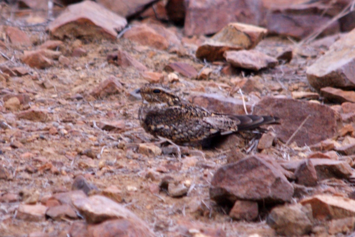 Lesser Nighthawk - ML627376319