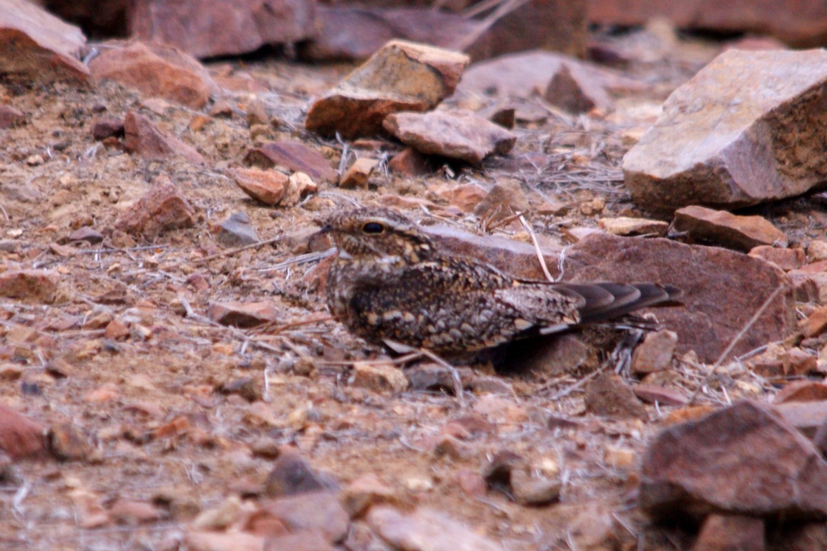 Lesser Nighthawk - ML627376322