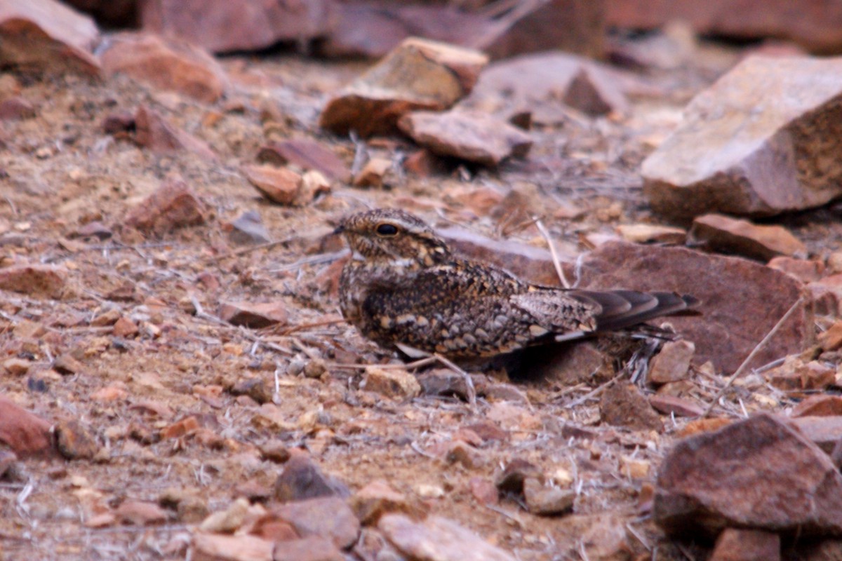 Lesser Nighthawk - ML627376330