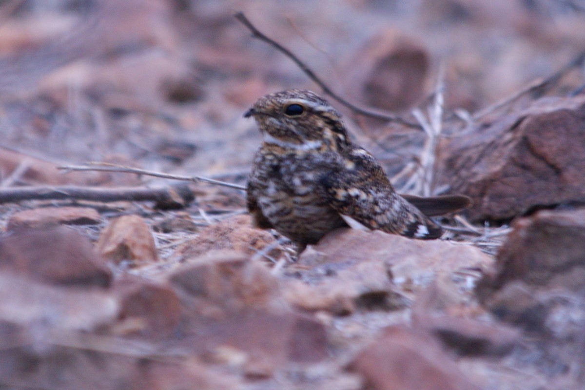 Lesser Nighthawk - ML627376332