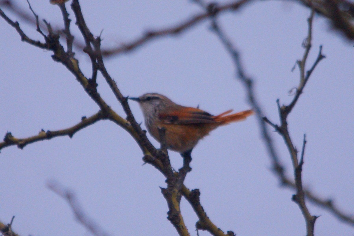 Necklaced Spinetail - ML627376337