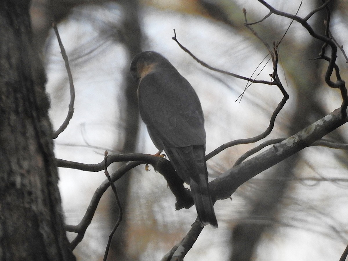 Sharp-shinned Hawk - ML627376398