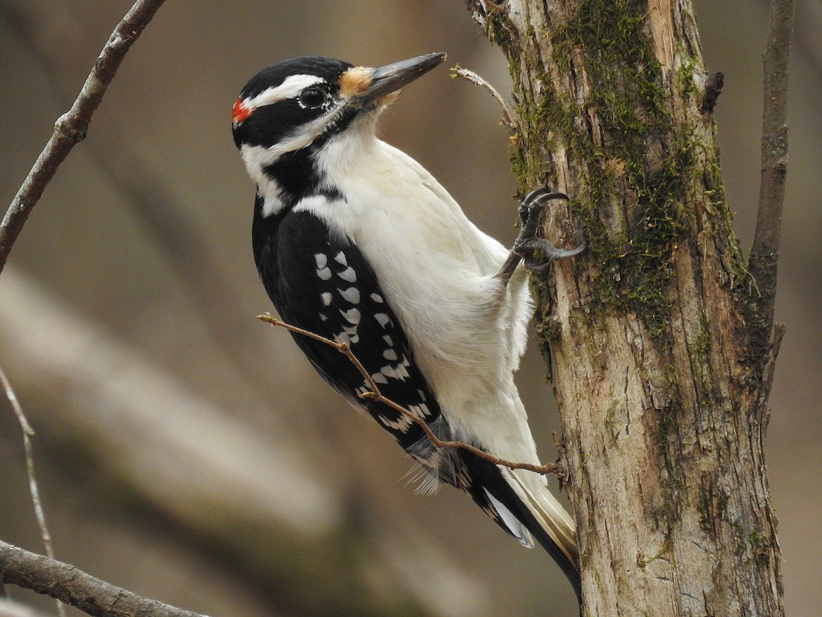 Hairy Woodpecker - ML627376401