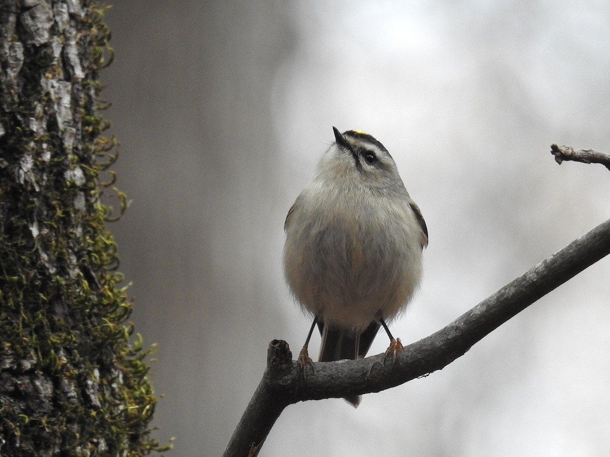 Golden-crowned Kinglet - ML627376410