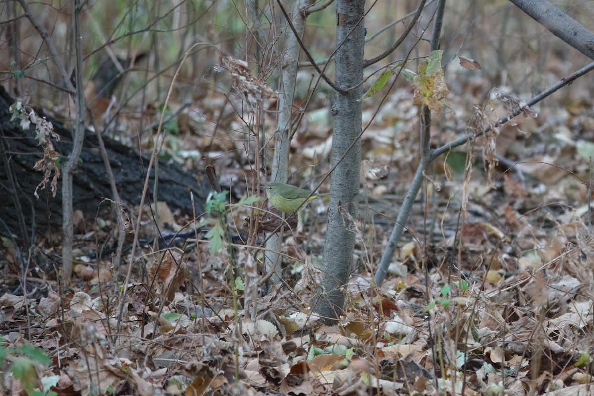 Orange-crowned Warbler - ML627376642