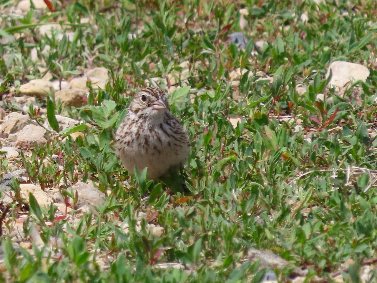 Vesper Sparrow - ML627376714