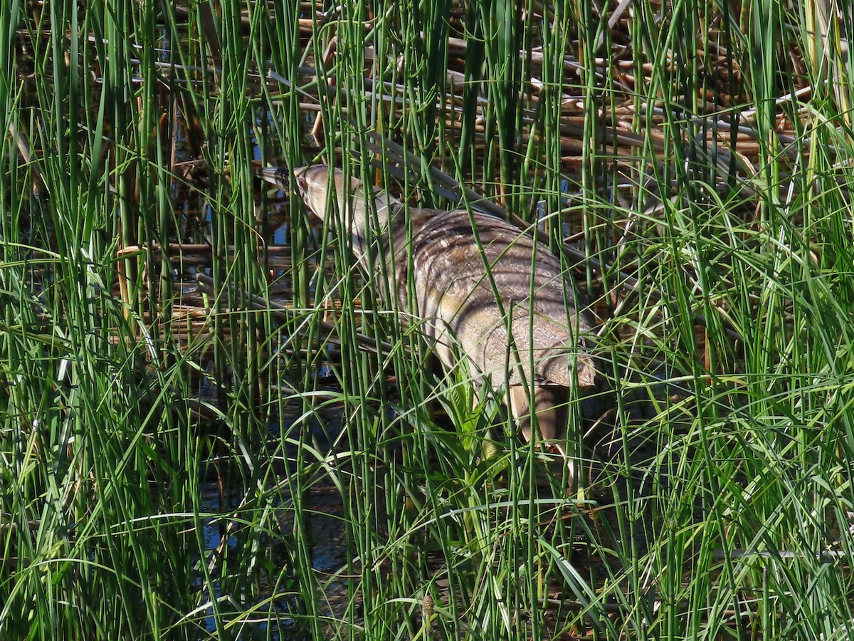 American Bittern - ML627376733