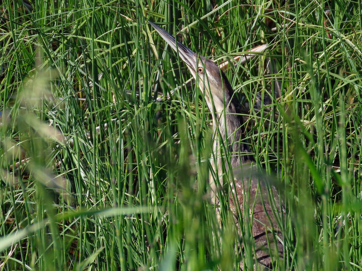 American Bittern - ML627376734