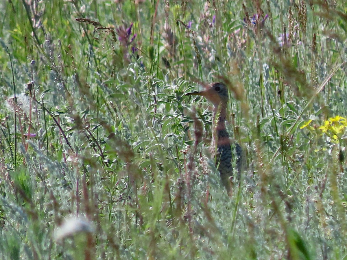 Upland Sandpiper - ML627376750