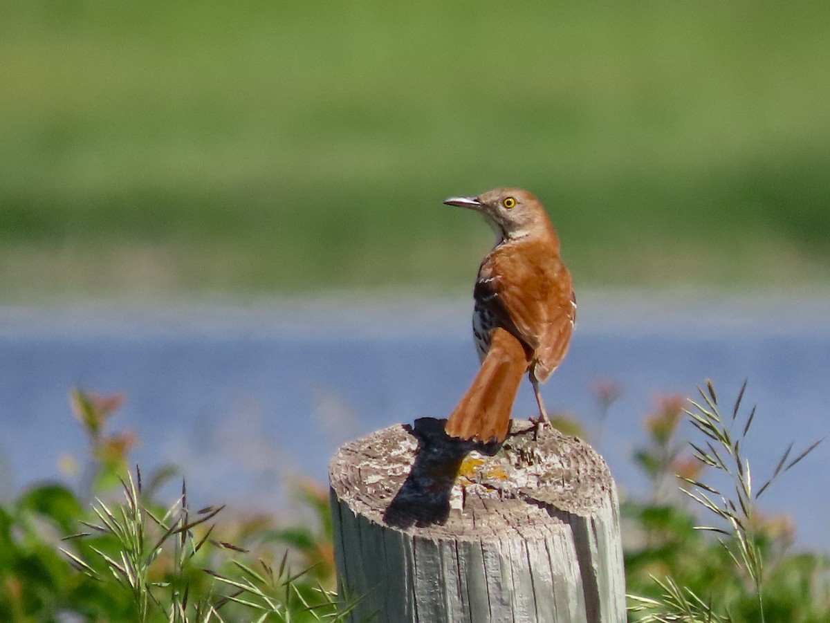 Brown Thrasher - ML627376791