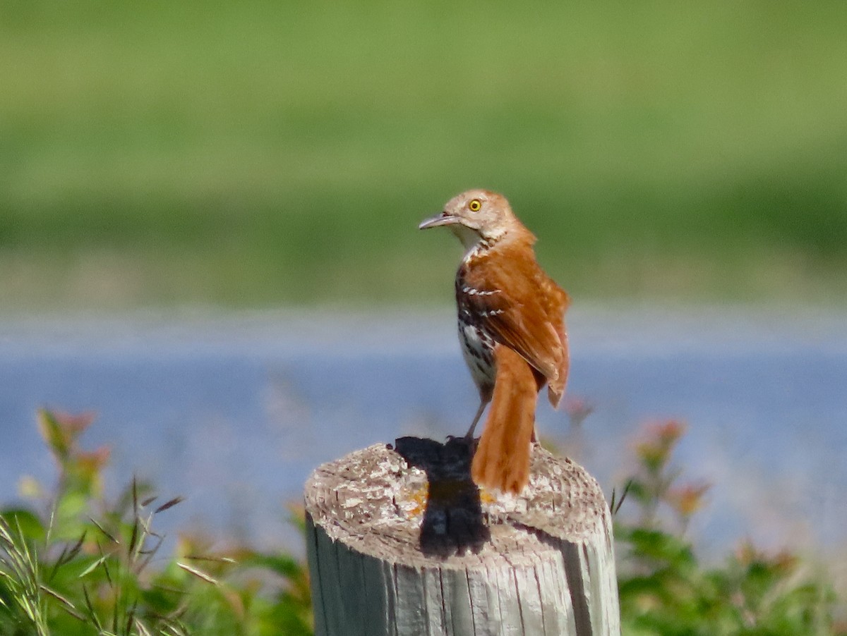 Brown Thrasher - ML627376808