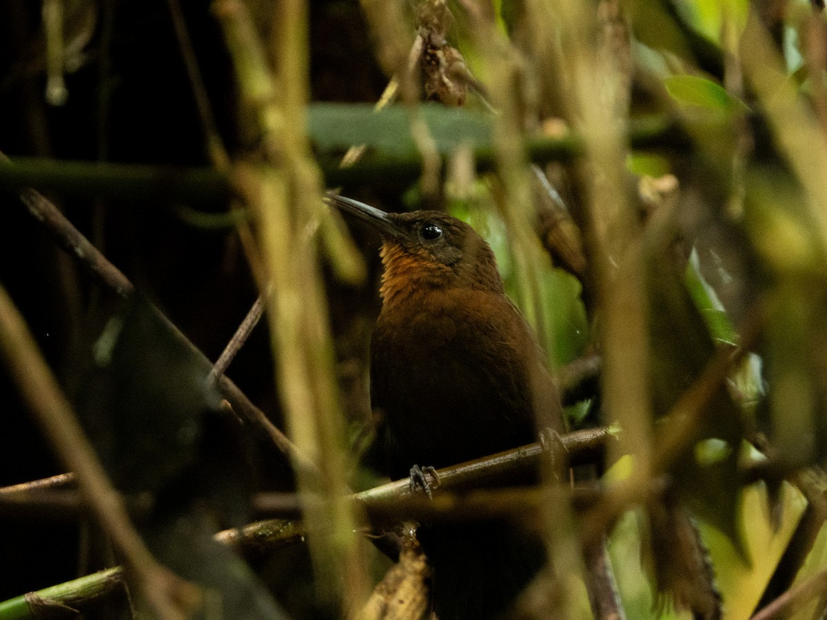 South American Leaftosser - ML627377355