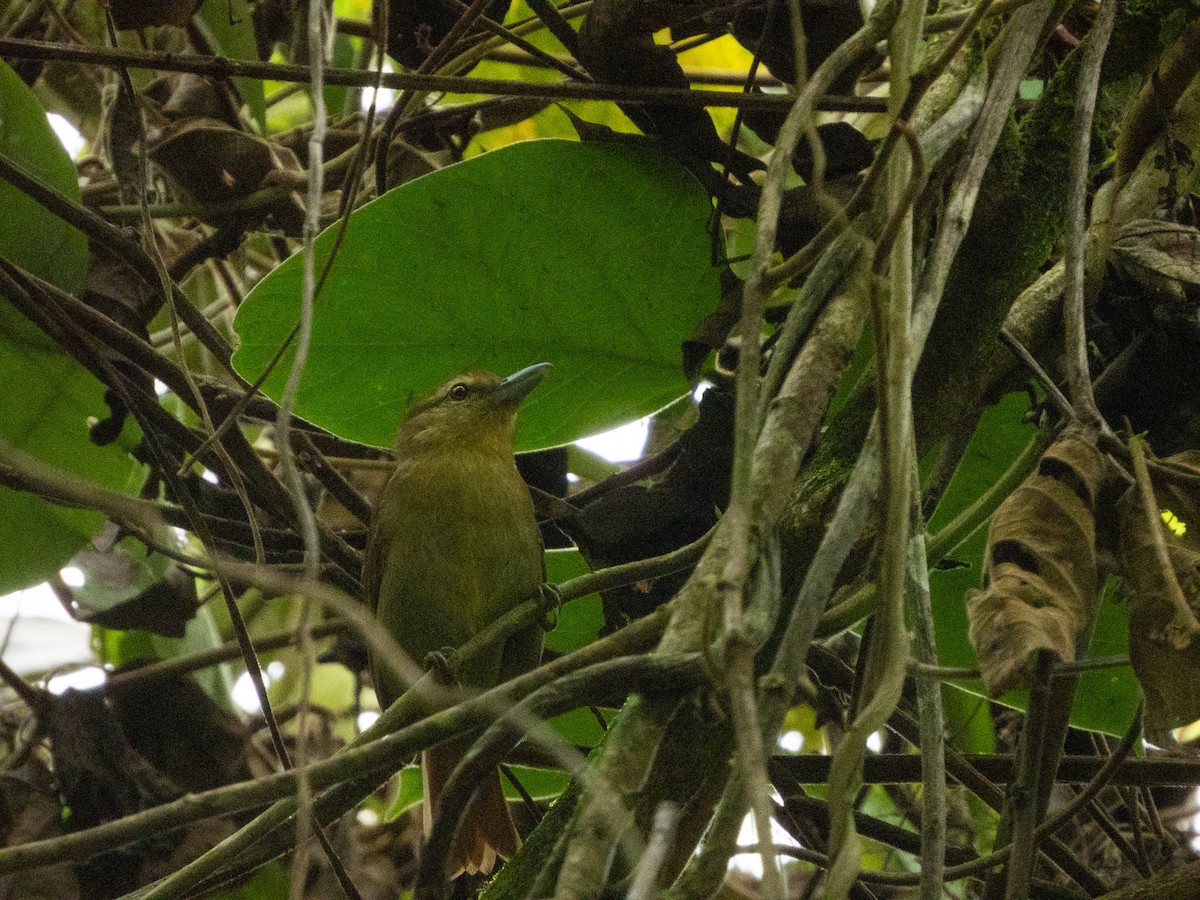 Batará Café - ML627377372