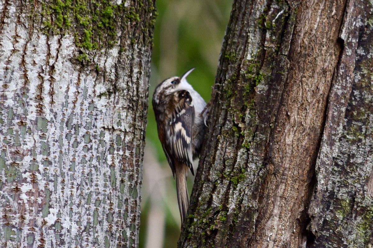 Brown Creeper - ML627377462