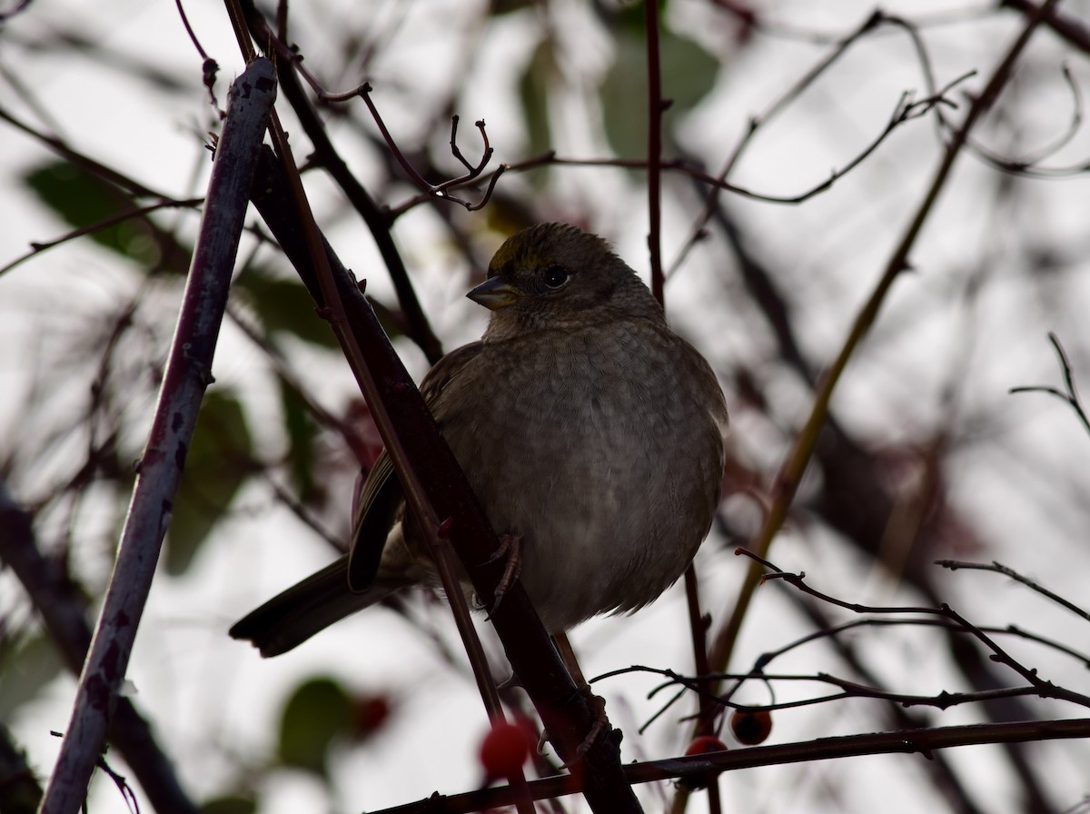 Golden-crowned Sparrow - ML627377466