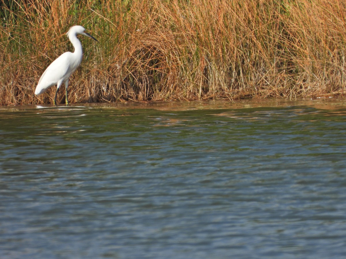 Snowy Egret - ML627377574