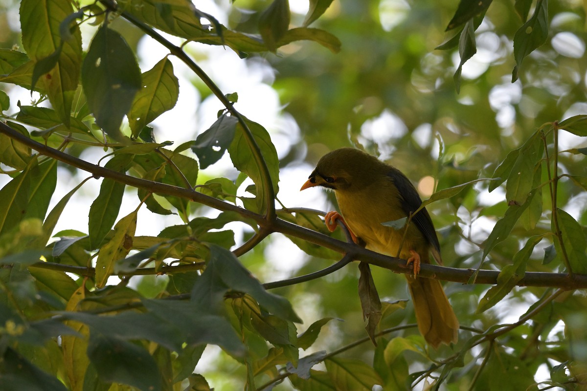 Bell Miner - ML627377654