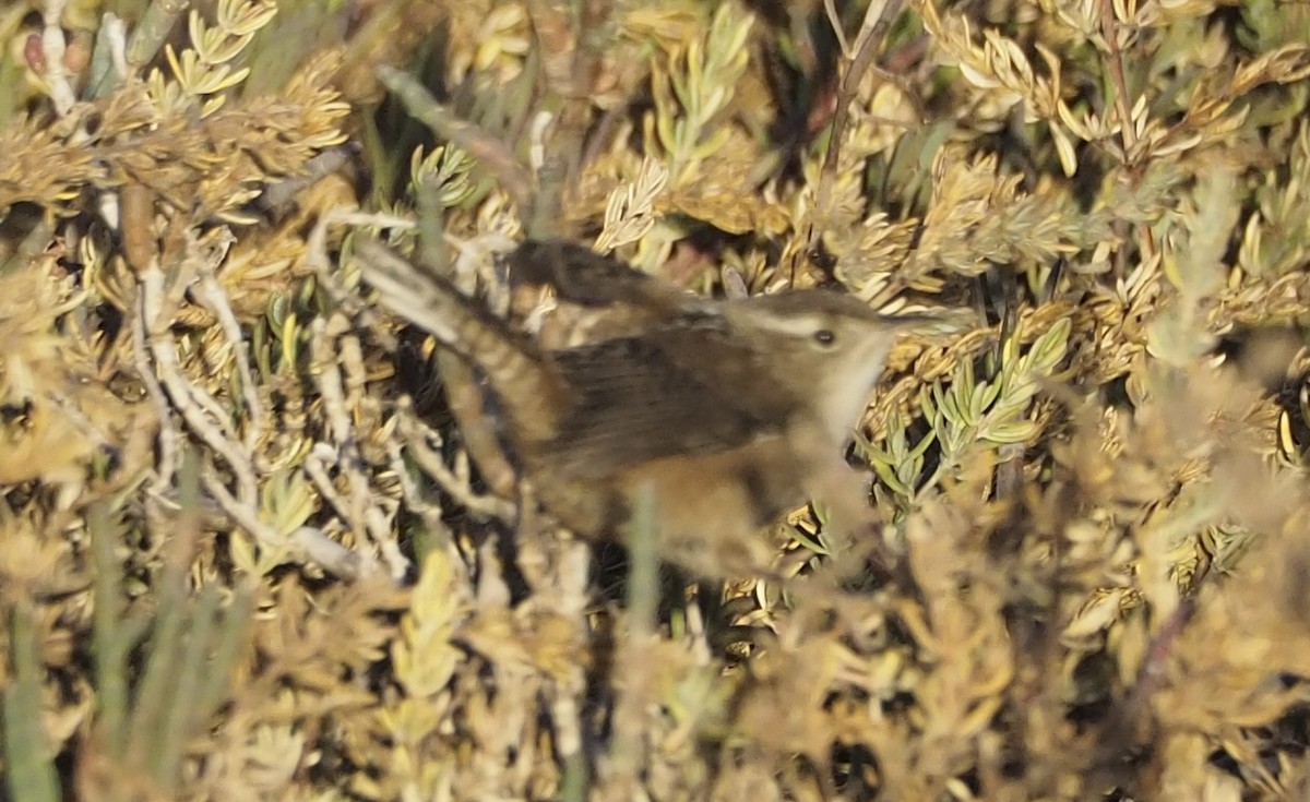 Cucarachero Pantanero - ML627377753