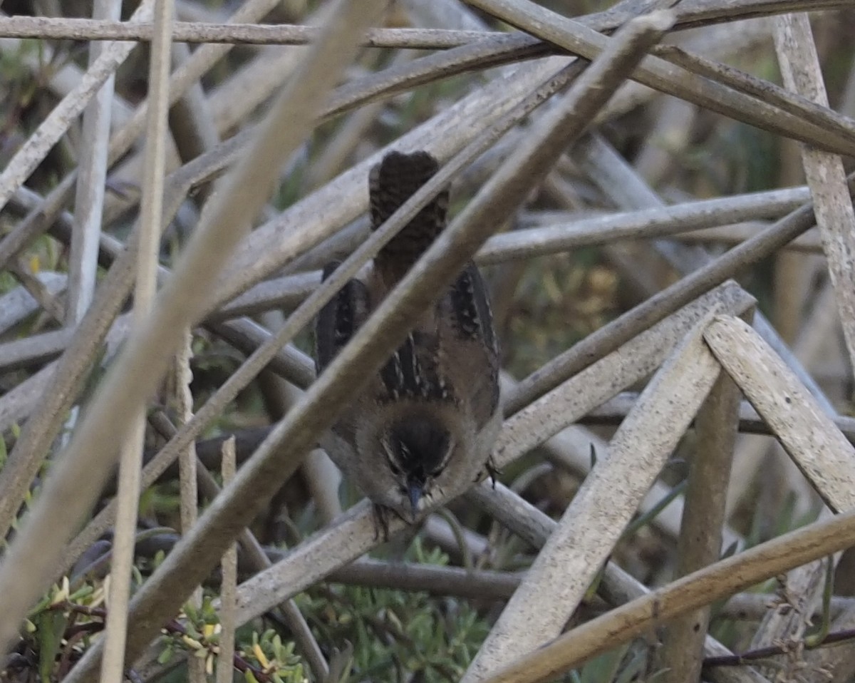 Cucarachero Pantanero - ML627377754