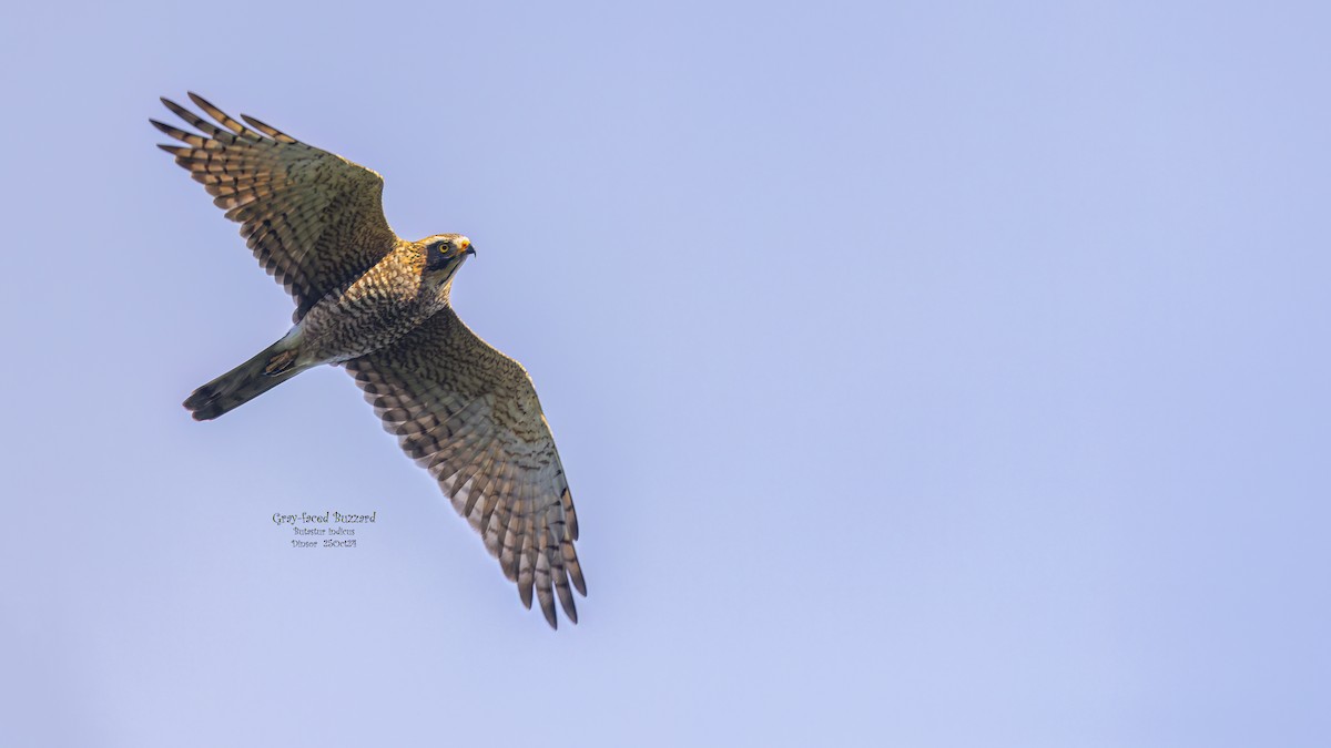 Gray-faced Buzzard - ML627377759