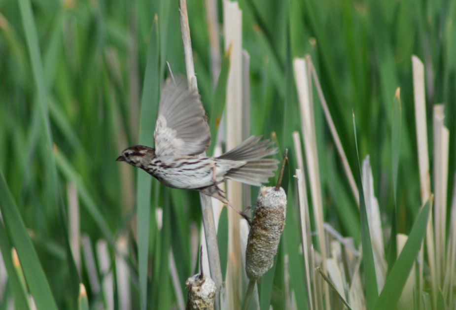 Song Sparrow - ML62737781