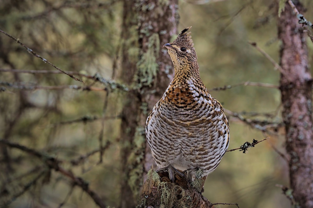Ruffed Grouse - ML627377875