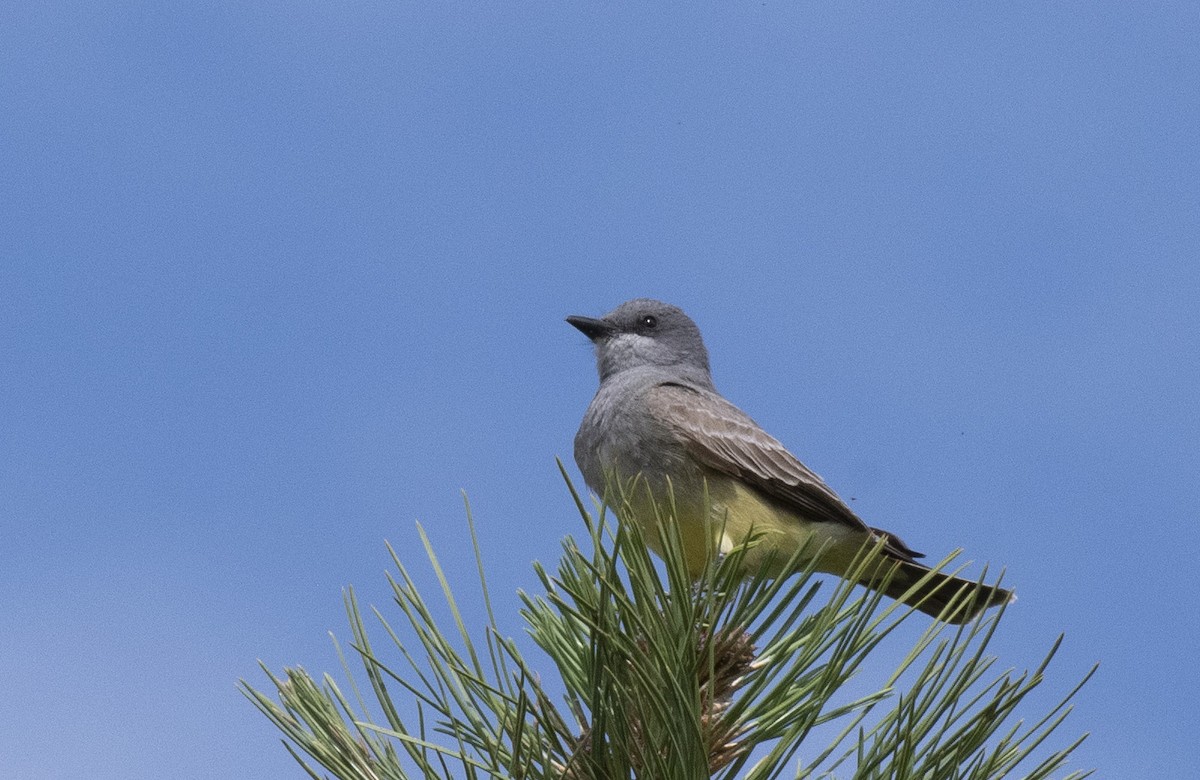 Cassin's Kingbird - ML627377944