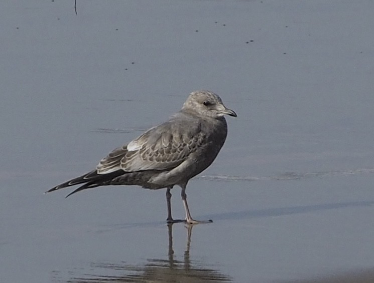 Short-billed Gull - ML627377945