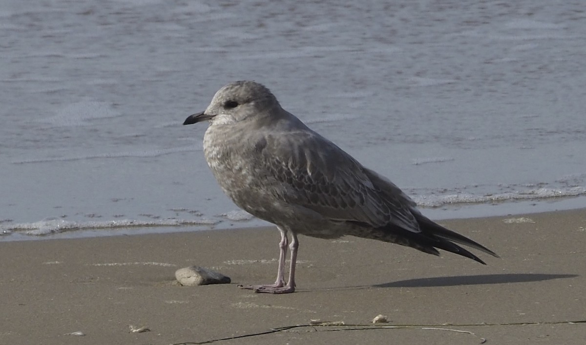 Short-billed Gull - ML627377946