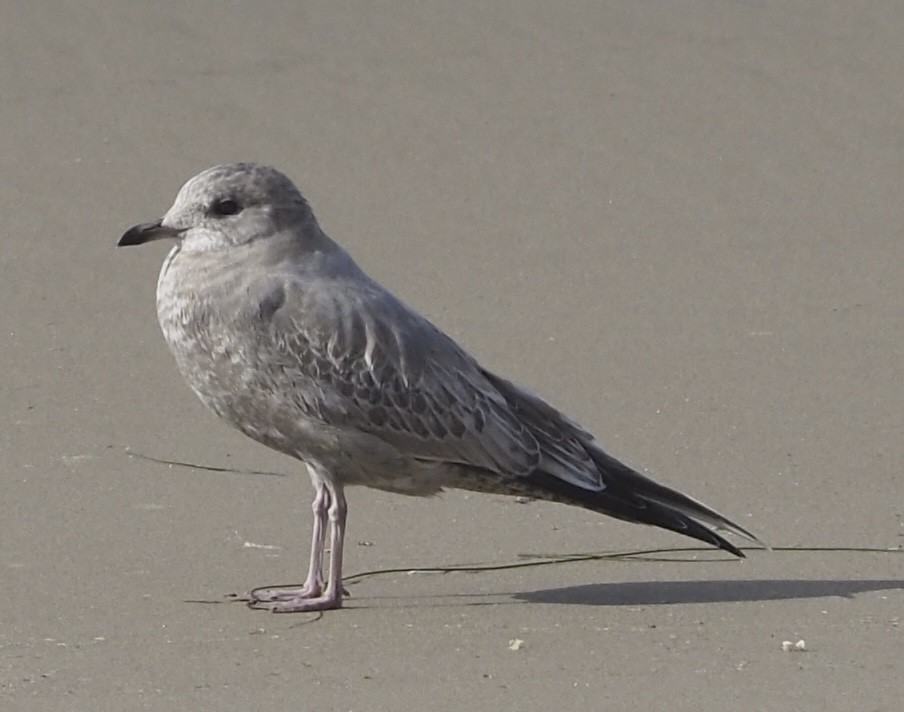 Short-billed Gull - ML627377947
