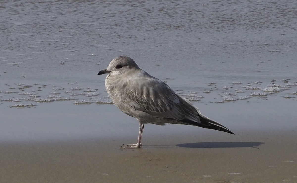 Short-billed Gull - ML627377948